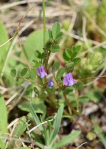Vicia lathyroides