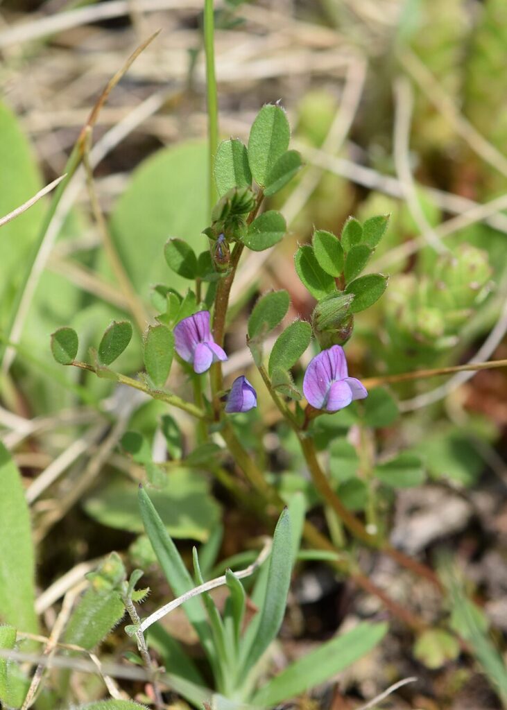 Vicia lathyroides