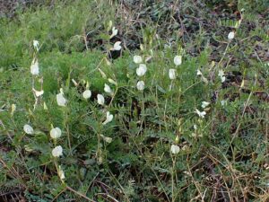 Vicia lutea subsp. lutea