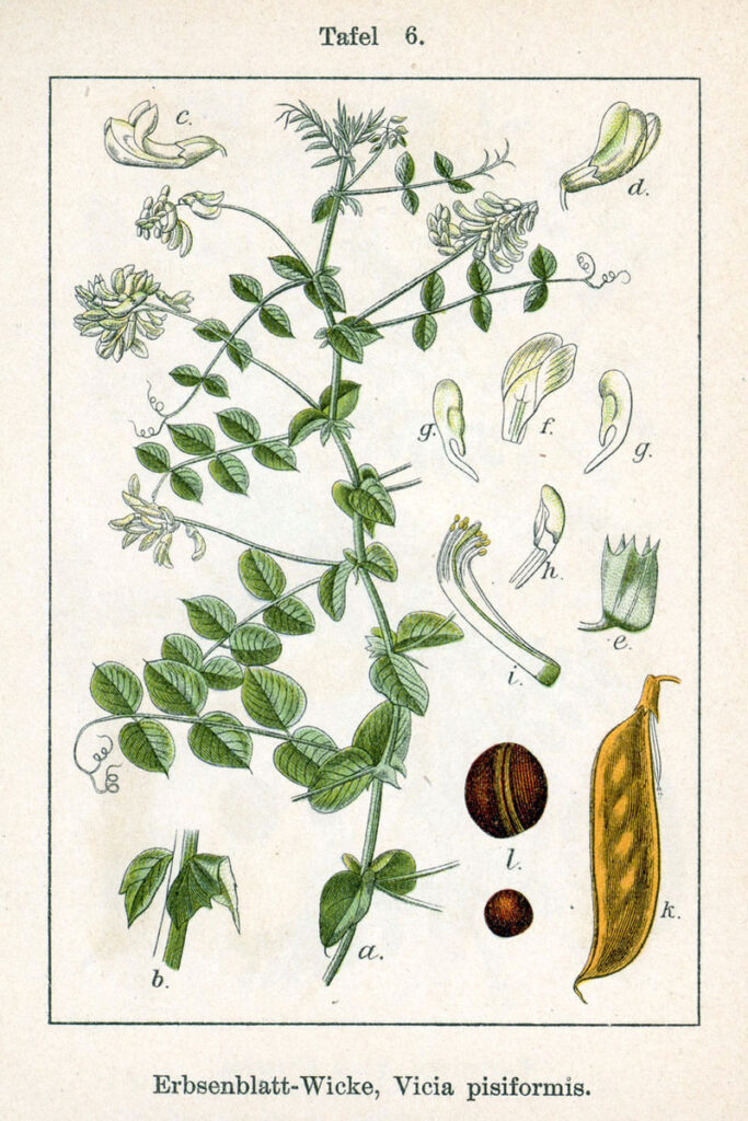 Vicia pisiformis