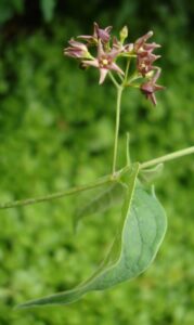 Vincetoxicum funebre