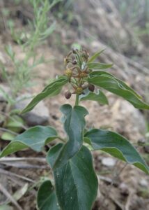 Vincetoxicum fuscatum subsp. fuscatum