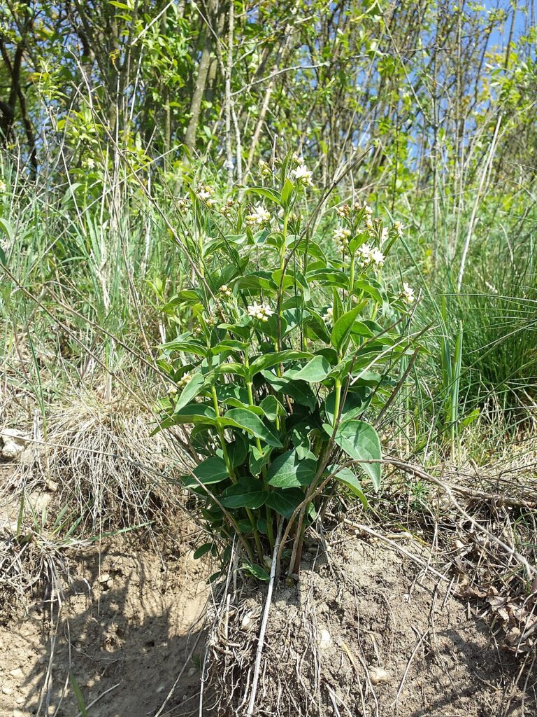Vincetoxicum hirundinaria subsp. hirundinaria