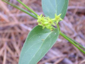 Vincetoxicum hirundinaria subsp. lusitanicum