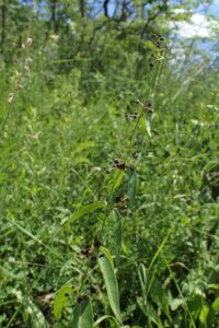 Vincetoxicum scandens