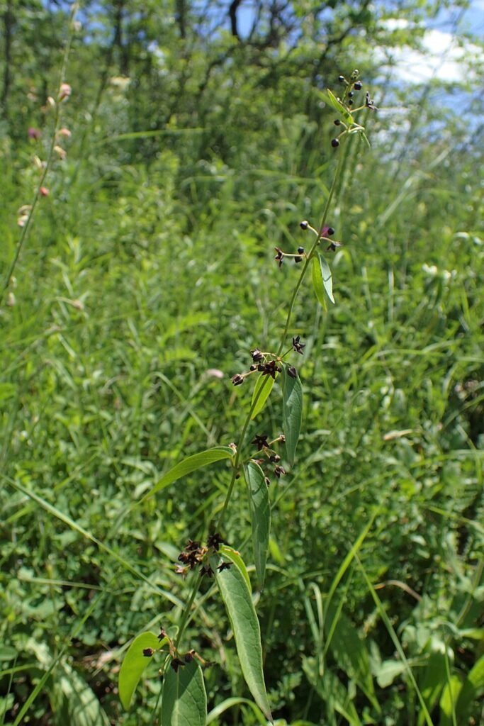 Vincetoxicum scandens