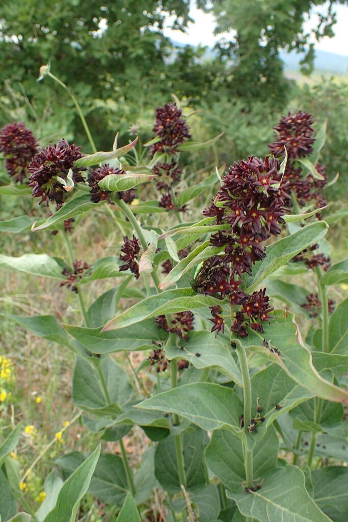 Vincetoxicum speciosum