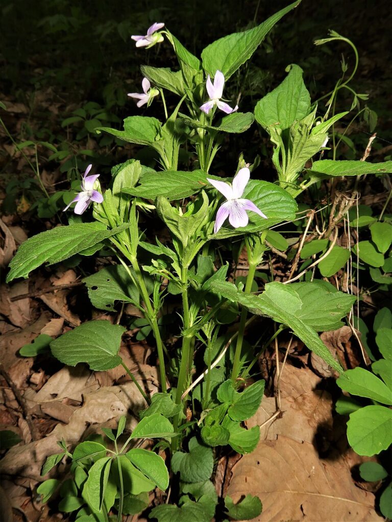 Viola acuminata