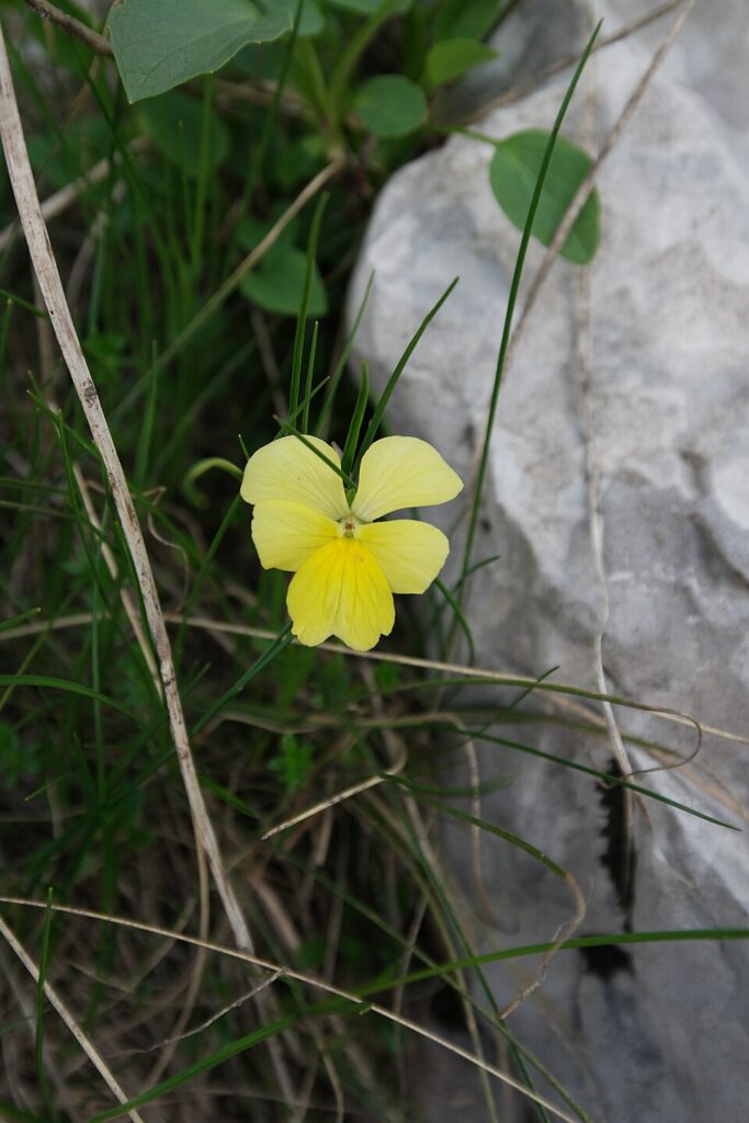 Viola calcarata subsp. calcarata