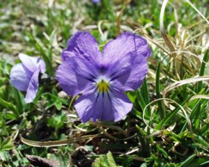 Viola calcarata