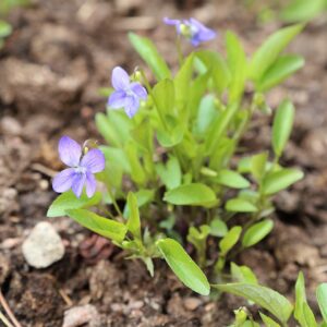 Viola canina subsp. canina