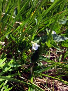 Viola chelmea