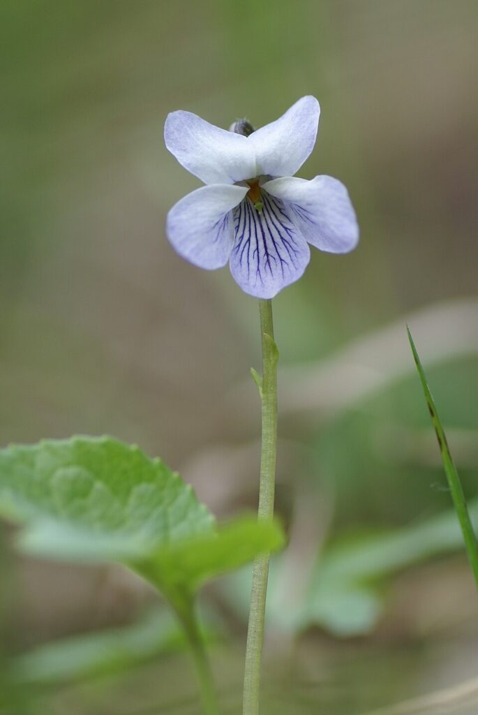 Viola epipsila