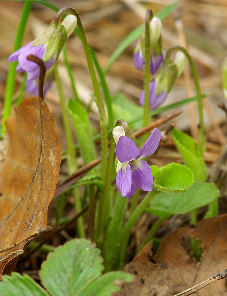 Viola hirta