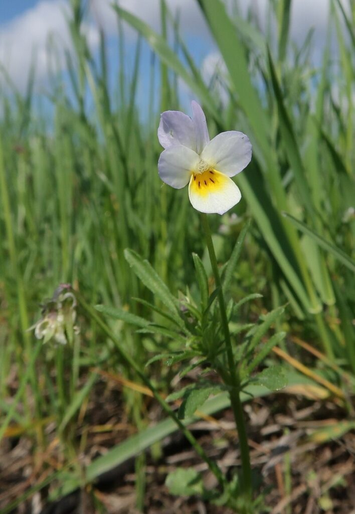 Viola hymettia