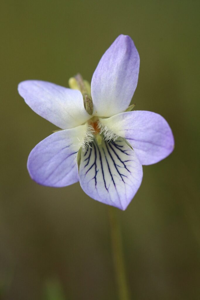 Viola lactea