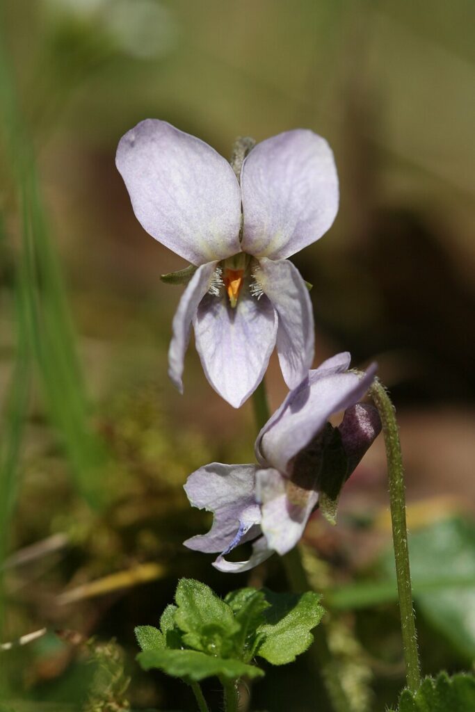 Viola odorata