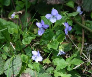 Viola sieheana