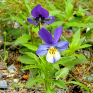 Viola tricolor