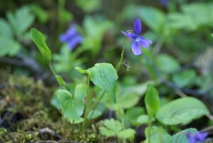 Viola uliginosa