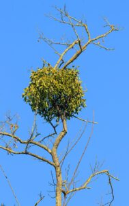 Viscum album subsp. album