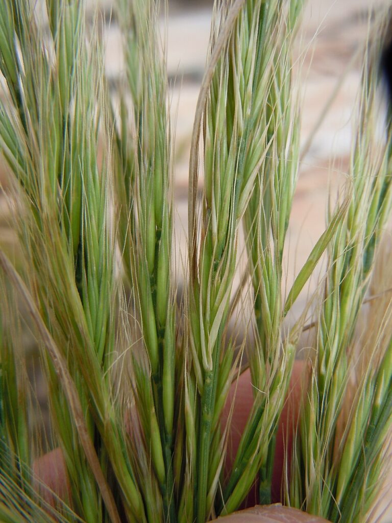 Festuca myuros