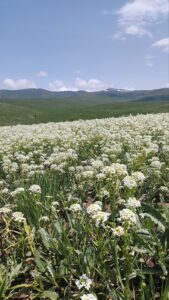 Neslia paniculata subsp. paniculata