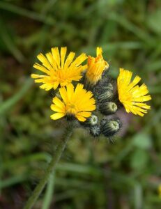 Pilosella caespitosa subsp. colliniformis