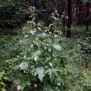 Carduus personata
