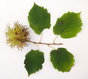 Corylus colurna
