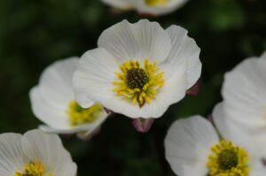 Ranunculus cacuminis