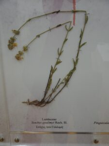 Stachys goulimyi