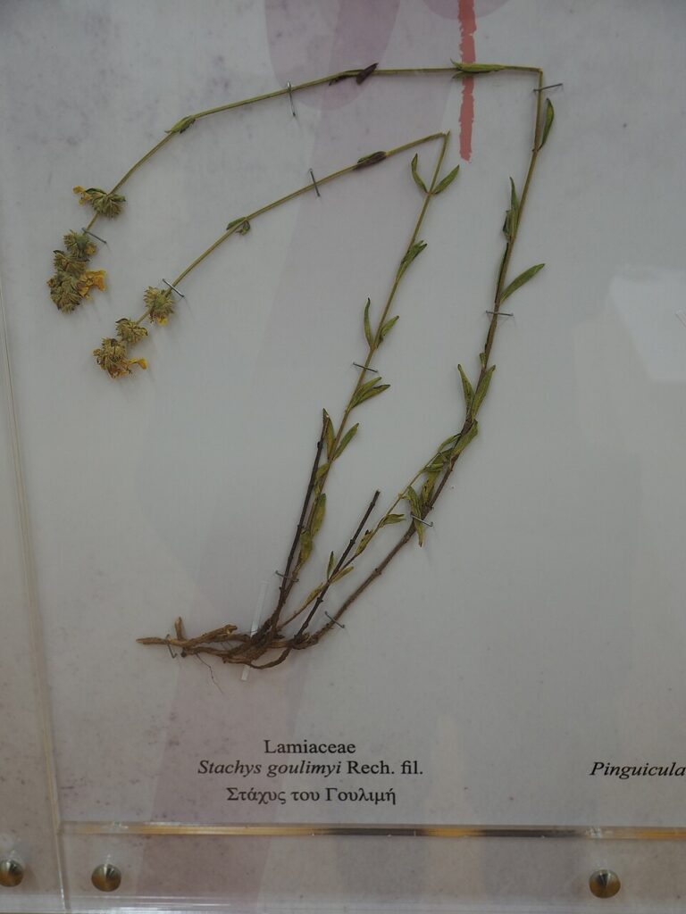 Stachys goulimyi