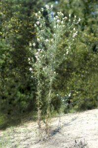 Centaurea konkae