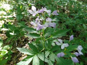 Cardamine quinquefolia