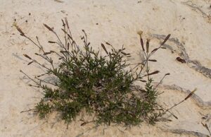 Silene cretacea