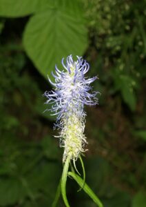 Phyteuma tetramerum