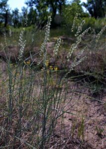 Agropyron tanaiticum