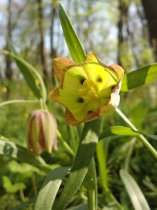 Fritillaria stribrnyi